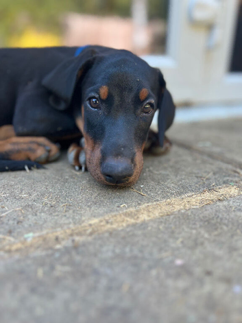 Beautiful Dobermann Girls &ndash; Family Raised, Confident & Loving