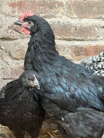 Jersey Giant x Barnevelder ** selling fast**