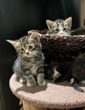 Kittens for sale