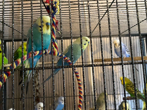 Budgies price varies