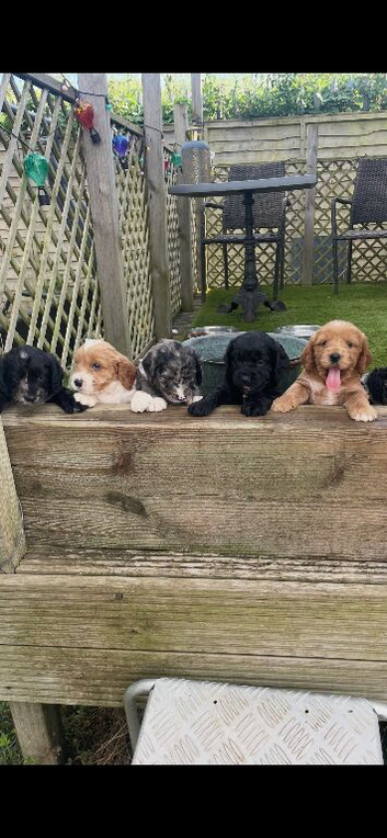 Beautiful cockapoo puppies for sale