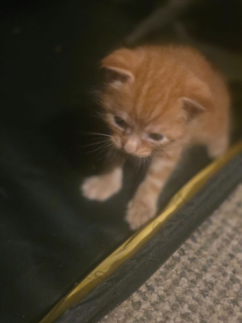 5 maine coon x kittens
