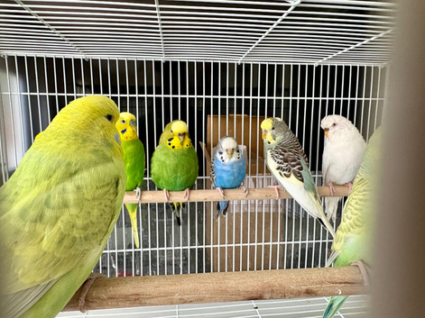 Lots of different coloured budgies for sale
