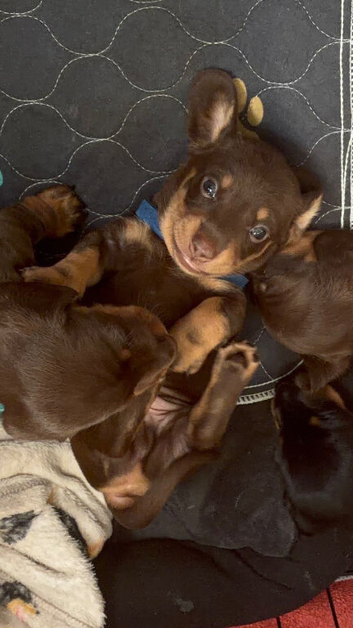 Male dachshund puppy