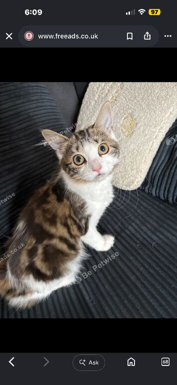 Gorgeous kitten