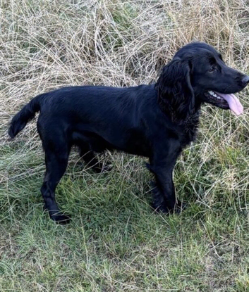 KC Reg black cocker for stud