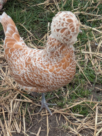 Chamois Polish chicken hatching eggs