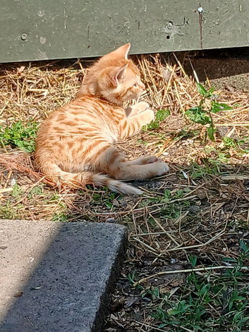Beautiful kittens