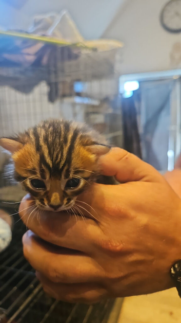 Cashmere and cashmere carrier bengals