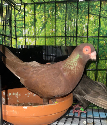 English Barb and tumbler free to good home