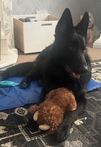Beautiful 9mth black gsd