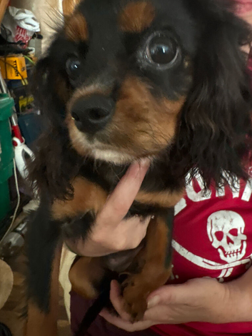 King Charles pups