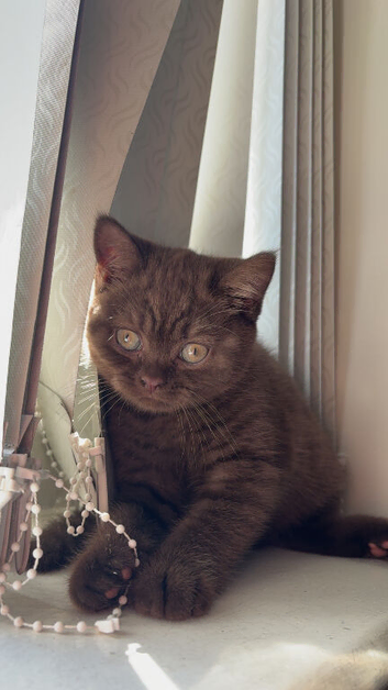 12 week old British short hair kittens looking for forever homes