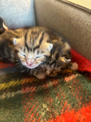 Beautiful kittens - Ready in 5 weeks
