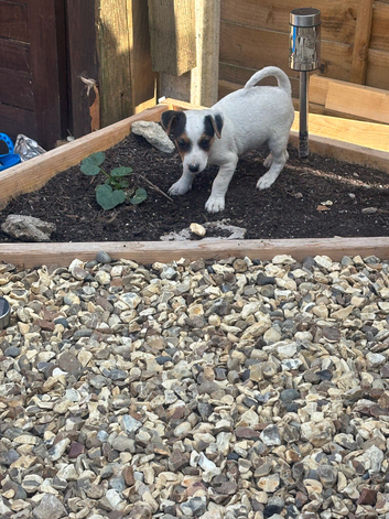 Pure Jack Russell