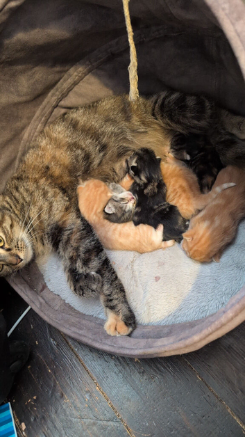 1 Kittens left