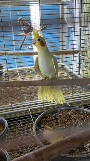 Tame Cockatiels