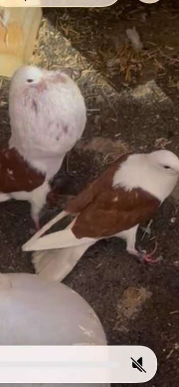 Pair of pouter