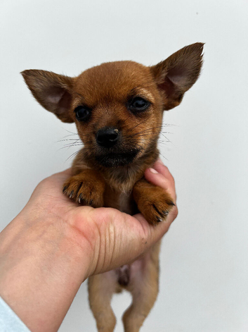 Chorkie babies