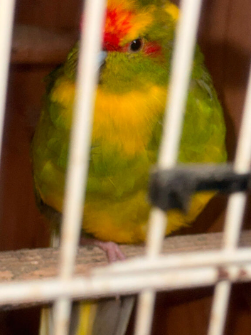 2 kakariki parrotts for sale