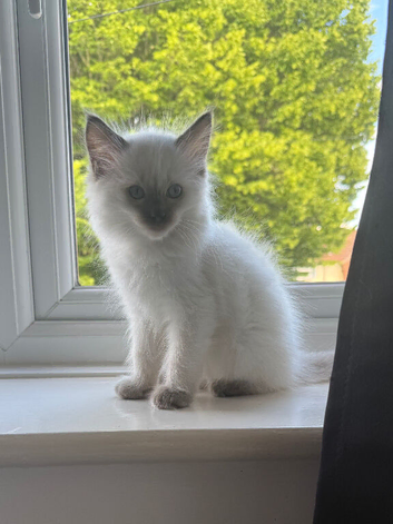 READY NOW Ragdoll kittens