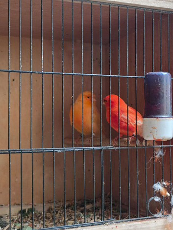 Red factor canaries