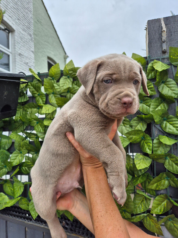 QUALITY ATHLETIC MASTIFF PUPS
