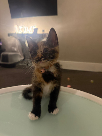 11week old female Calico tortie