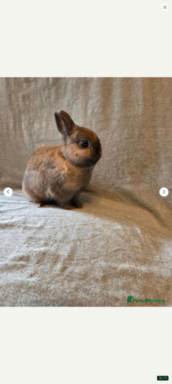 Beautiful netherland dwarf male