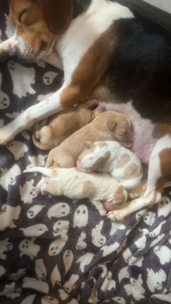 Stunning female bocker 8 week old