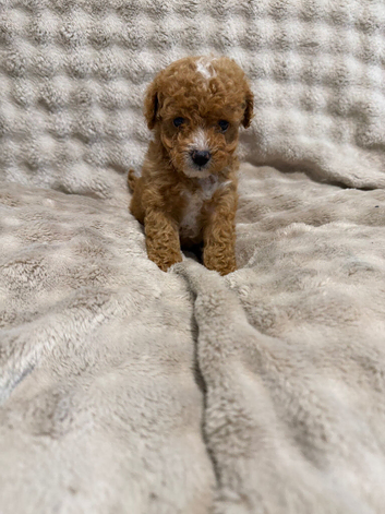5 beautiful Cavapoo puppies