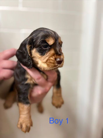 Beautiful littler of pups