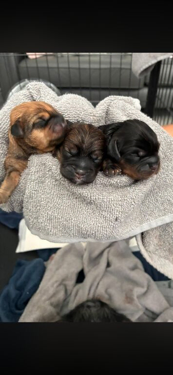 Schweenie puppies for sale