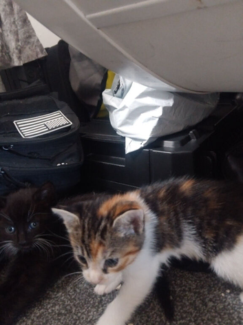 2 male kittens