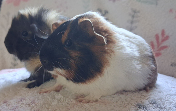 Gorgeous Baby Sows RESERVED