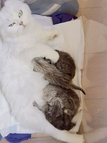 Beautiful Scottish Fold & Scottish Straight Kittens Looking for Loving Homes
