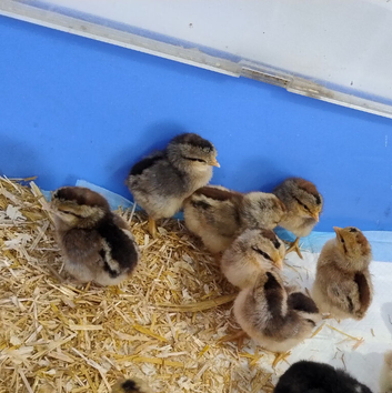 Cream Legbar Chicks Chickens Sexed Blue Eggs