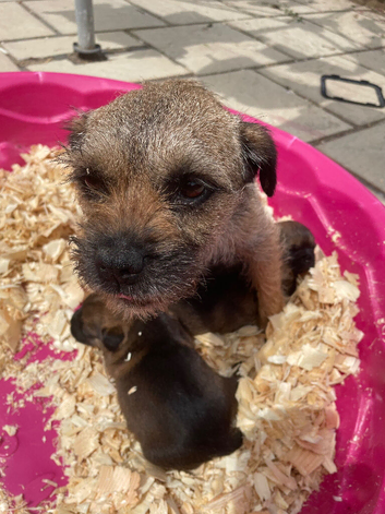 Border terrier (SLEM CLEAR)