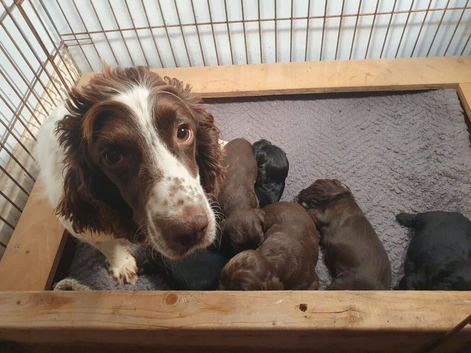 6 Cocker Spaniel puppies