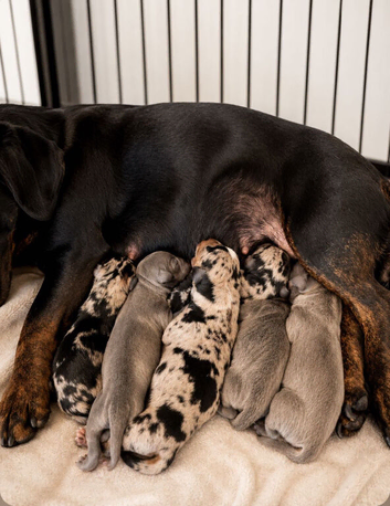 DACHSHUND PUPPIES