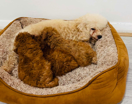 Toy Poodle
