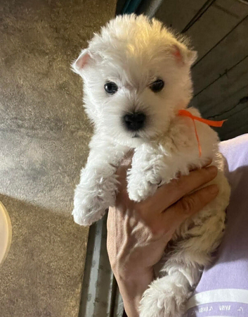 West Highland White Terrier Puppies