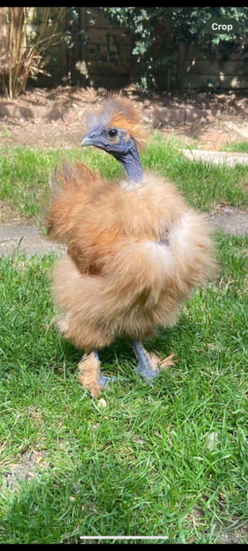 Showgirl cockerel