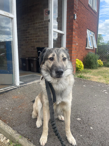 German Shepherd / Collie for sale