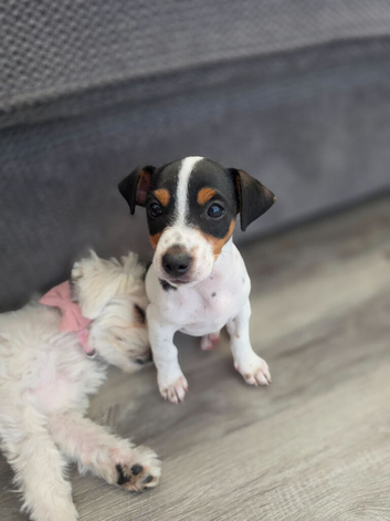 Jack Russell Terrier puppy
