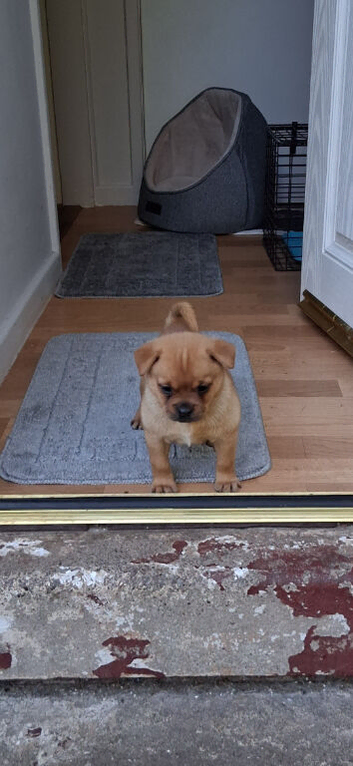 PUG/POMERANIAN MIX MALE PUPPY