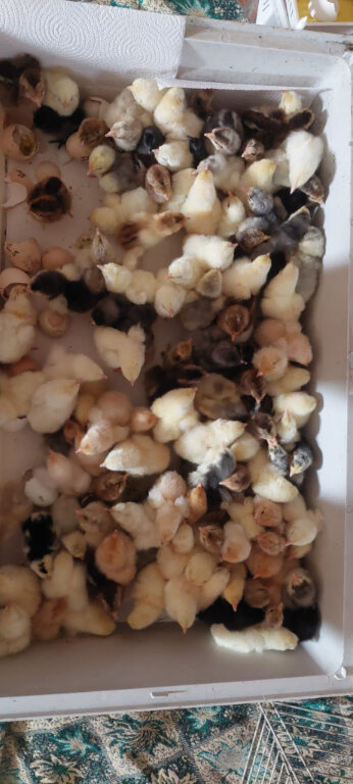 NEWLY HATCHED CHICKS & Chickens different age