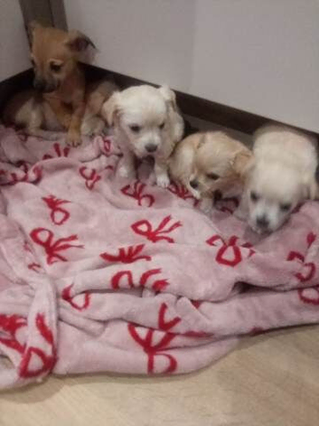Beautiful Chihuahua puppies available for Sale