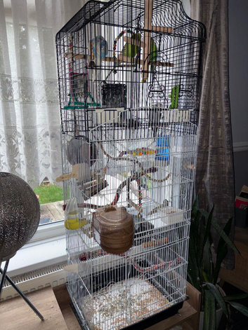 4 budgies