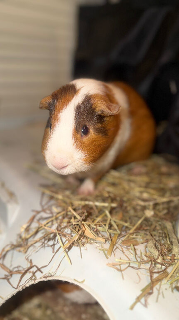 2 Male Guinea Pigs (1 Adult + 1 six week old baby)